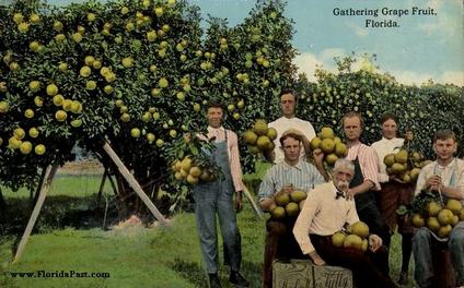 Many Family Owned Groves in FloridaPast - Where the entire family would help with the harvesting